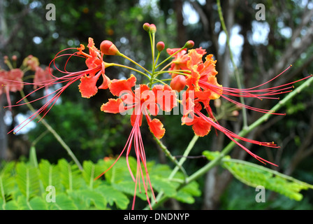 Fierté des Barbades nom Latin Caesalpinia pulcherrima Banque D'Images