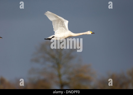 Bewicks, Swan Cygnus bewickii, seul oiseau en vol, Gloucestershire, Décembre 2013 Banque D'Images