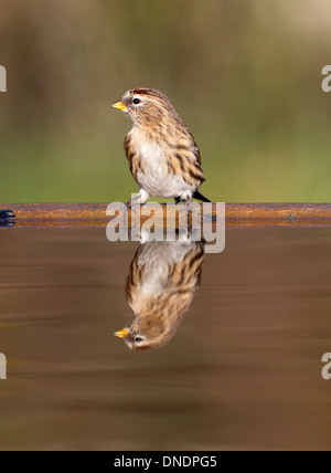 Moindre sizerin flammé, Carduelis cabaret, seul oiseau à l'eau, Warwickshire, Décembre 2013 Banque D'Images