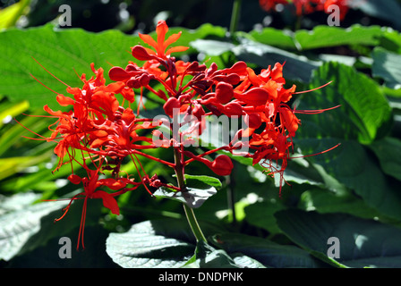 Glorybower Java nom Latin Clerodendrum speciosissimum Banque D'Images