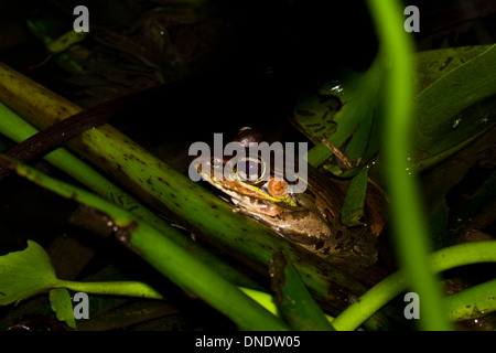 Crapaud grand dans la forêt tropicale du Belize