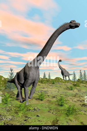Deux dinosaures brachiosaurus dans un habitat préhistorique. Banque D'Images