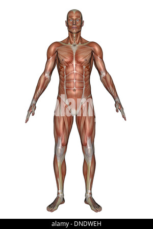 Anatomie du système musculaire homme, vue de face. Banque D'Images