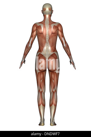 Anatomie du système musculaire femelle, vue de dos. Banque D'Images