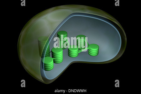 Image conceptuelle du chloroplaste. Banque D'Images