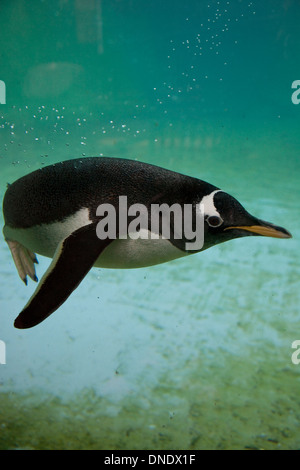 Gentoo pingouin Zoo d'Édimbourg Banque D'Images