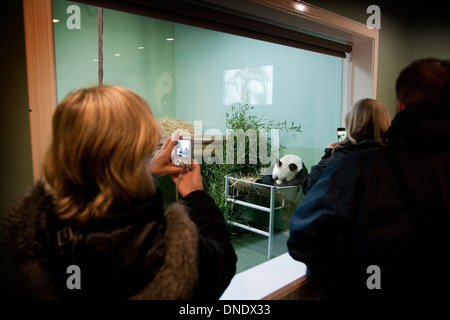 Panda géant au Zoo d'Edimbourg Banque D'Images