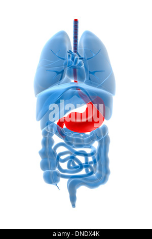 X-ray image des organes internes avec l'estomac en surbrillance rouge. Banque D'Images
