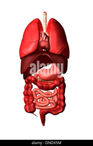 Image conceptuelle des organes internes de l'appareil respiratoire et digestif. Banque D'Images