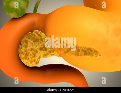 Des droits de l'image conceptuelle du pancréas et l'estomac. Banque D'Images
