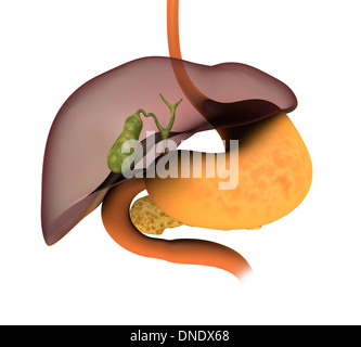 Image conceptuelle du système digestif humain montrant vésicule biliaire, pancréas, l'estomac et le foie. Banque D'Images