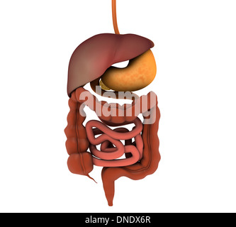 Image conceptuelle des droits de l'appareil digestif. Banque D'Images
