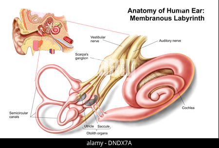 Anatomie de l'oreille humaine, labyrinthe membraneux. Banque D'Images