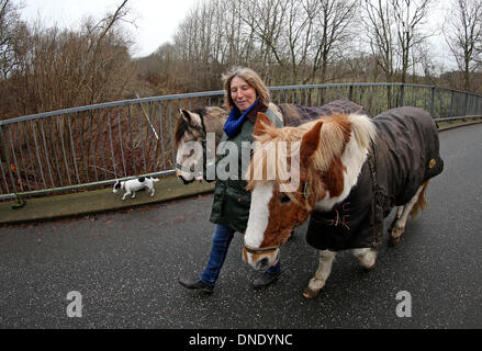 Norderbrarup, Allemagne. Dec 18, 2013. Petra Teegen, initiateur de la première éclosion de chevaux, promenades avec les chevaux "Beachboy' (L) et 'pirate' à l'entrée du cheval éclosent en Norderbrarup, Allemagne, 18 décembre 2013. Les propriétaires de chevaux peuvent laisser leurs animaux de façon anonyme à l'urgence, l'fort. Photo : Axel Heimken/dpa/Alamy Live News Banque D'Images