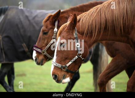 Norderbrarup, Allemagne. Dec 18, 2013. Les chevaux 'Capriole" (C) et 'Gina' debout sur les locaux de l'horse éclosent en Norderbrarup, Allemagne, 18 décembre 2013. Les propriétaires de chevaux peuvent laisser leurs animaux de façon anonyme à l'urgence, l'fort. Photo : Axel Heimken/dpa/Alamy Live News Banque D'Images