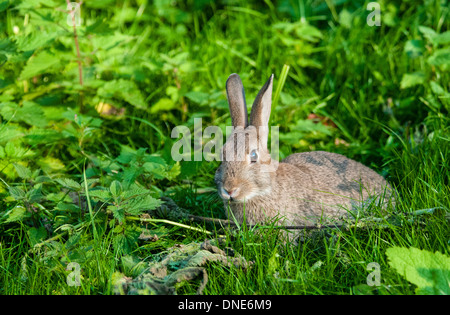 Lapin sauvage couché, à la recherche de gauche, dans le jardin envahi par l'herbe et les ronces. Banque D'Images