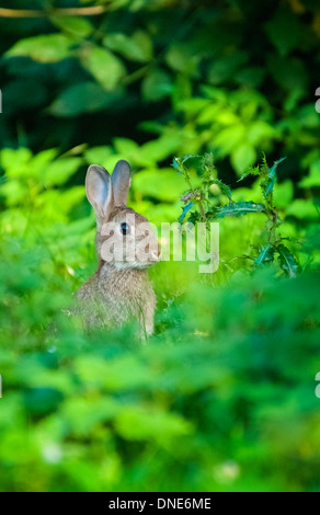 Lapin sauvage de profil, faisant face à droite, assise dans le jardin luxuriant, avec des chardons. Banque D'Images