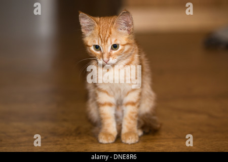 Petit chaton roux est assis sur un sol en bois Banque D'Images