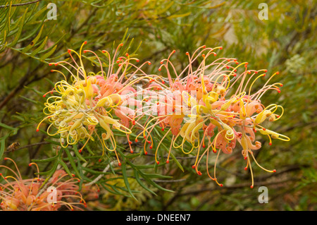 Grevillea 'Pêche' à Cranbourne Royal Botanical Gardens, Victoria, Australie Banque D'Images