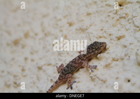 Bébé Gecko, Moraira, Espagne Banque D'Images