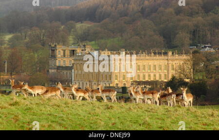 Un troupeau de daims se rassembler dans le parc entourant de Chatsworth House, Peak District, Derbyshire, Angleterre, RU Banque D'Images