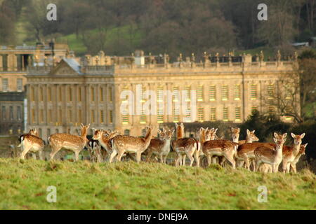 Un troupeau de daims se rassembler dans le parc entourant de Chatsworth House, Peak District, Derbyshire, Angleterre, RU Banque D'Images