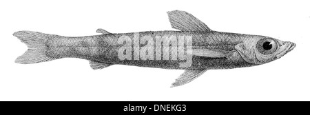 Chlorophthalmus agassizi, également connu sous le nom d'œil vert bigeye, est un poisson d'eau profonde trouvé dans l'océan Atlantique. Il se caractérise par ses grands yeux et est adapté à la vie à de grandes profondeurs. Banque D'Images