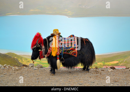 Yak tibétain au Lac Namtso près de Lhassa Banque D'Images