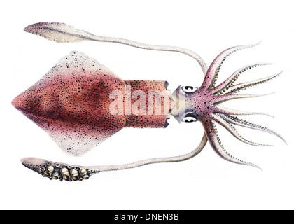 Loligo vulgaris, également connu sous le nom de calmar commun, se trouve dans les eaux européennes et méditerranéennes. Il est connu pour sa natation rapide et sa production d'encre comme mécanisme de défense. Banque D'Images