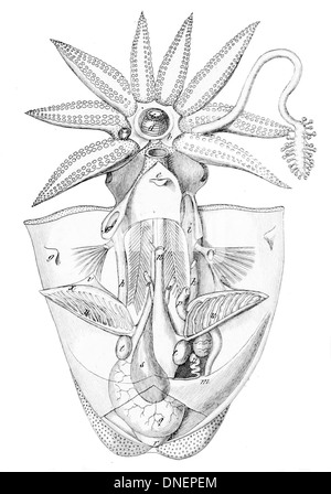 Le sépia officinalis, également connu sous le nom de seiche commune, est une espèce importante de céphalopodes. Le spécimen disséqué révèle son anatomie interne complexe, y compris la structure unique de sa coquille interne (seiche), de ses branchies et de son système digestif. Banque D'Images