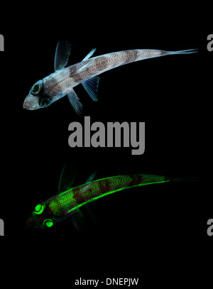 Chlorophthalmus agassizi, ou l'oeil vert à nez court, est une espèce de poisson que l'on trouve dans les environnements de haute mer. Il est connu pour ses yeux distinctifs de couleur verte et son museau court. Banque D'Images
