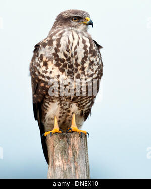 Une buse variable photographié à Sieversdorf, Allemagne, 15 décembre 2013. La buse variable (lat. Buteo buteo) est un moyen à grand oiseau de proie, dont la gamme couvre la plupart de l'Europe et s'étend à l'Asie. Le plumage peut varier de presque blanc pur au noir, mais est généralement des tons de brun, avec un 'pâle' collier de plumes. Un grand opportuniste, il s'adapte bien à un régime varié de faisan, lapin, d'autres petits mammifères à moyenne mammifères, serpents et lézards, et peut souvent être vu récemment marche sur les champs labourés à la recherche de vers et d'insectes. Photo : PATRICK PLEUL/dpa Banque D'Images