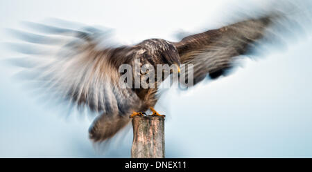 Une buse variable photographié à Sieversdorf, Allemagne, 15 décembre 2013. (Longue exposition) la buse variable (lat. Buteo buteo) est un moyen à grand oiseau de proie, dont la gamme couvre la plupart de l'Europe et s'étend à l'Asie. Le plumage peut varier de presque blanc pur au noir, mais est généralement des tons de brun, avec un 'pâle' collier de plumes. Un grand opportuniste, il s'adapte bien à un régime varié de faisan, lapin, d'autres petits mammifères à moyenne mammifères, serpents et lézards, et peut souvent être vu récemment marche sur les champs labourés à la recherche de vers et d'insectes. Photo : PATRICK PLEUL/dpa Banque D'Images