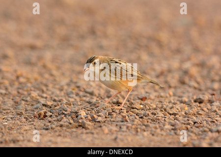 Zitting belle (Cisticole juncidis Cisticole) se tenant sur le sol Banque D'Images