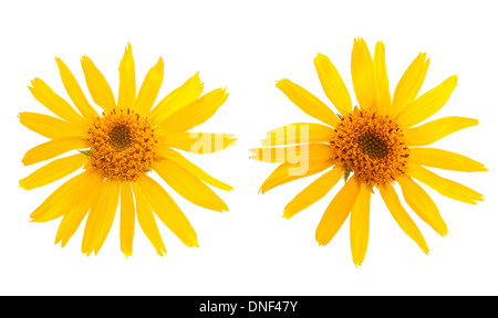 Arnica montana fleurs sur fond blanc Banque D'Images