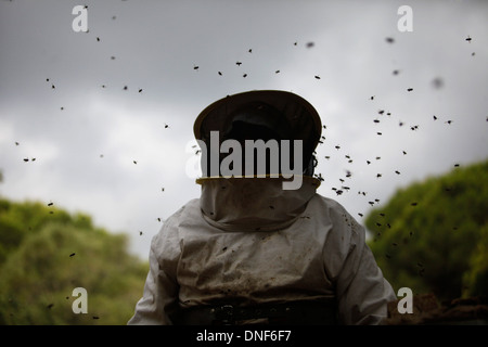 Les abeilles buzz autour d'un apiculteur de Puremiel miel, une entreprise qui produit des matières organiques, le miel dans le Parc Naturel de Los Alcornocales Banque D'Images