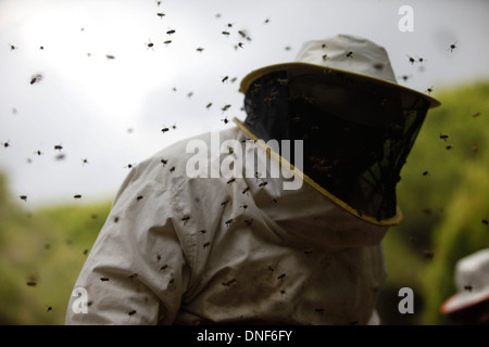 Les abeilles buzz autour d'un apiculteur de Puremiel miel,une société qui produit des matières organiques dans le miel, Parc Naturel de Los Alcornocales Banque D'Images