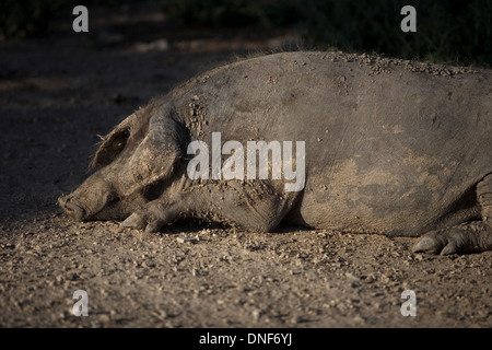 Un porc ibérique, la source de Jambon Iberico Pata Negra, connu comme un cochon dort dans le pen en Prado del Rey Cadiz Andalousie,Espagne, Banque D'Images