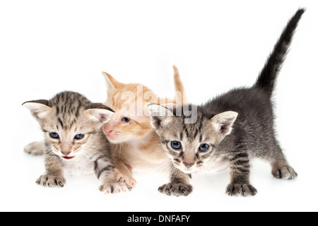 Cute chatons ensemble sur fond blanc Banque D'Images