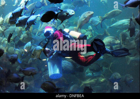 Jakarta, Indonésie. Dec 25, 2013. Un plongeur portant des costumes Père Noël rss poisson à la seaworld à Jakarta, Indonésie, 25 décembre 2013. Sanovri Crédit : Veri/Xinhua/Alamy Live News Banque D'Images