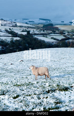 La gamme Epynt, Cambrian Mountains, Powys, au Royaume-Uni. Le 25 décembre 2013. Les personnes vivant sur des terres en Pays de Galles s'est réveillé pour un Noël blanc ce matin. Credit : Graham M. Lawrence/Alamy Live News. Banque D'Images