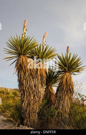 Giant Dagger Yucca, Yucca faxoniana, à Dagger Flats, dans le parc national de Big Bend, dans le sud-ouest du Texas. Banque D'Images