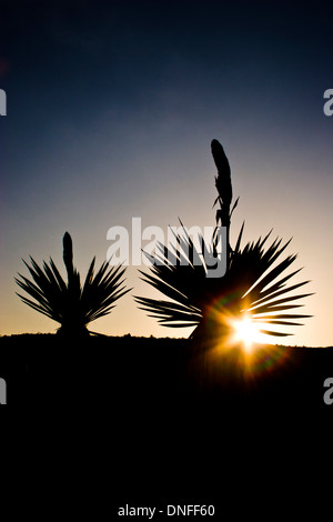 Silhouette d'yucca géant Yucca faxoniana, dague, dague au coucher du soleil en appartements, dans le parc national Big Bend Banque D'Images