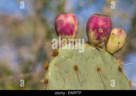 Texas Prickly Pear Cactus, Opuntia engelmannii, dans le sud-ouest du Texas. Banque D'Images