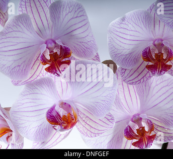 Belles orchidées. macro shot horizontales sur un fond blanc. studio shot Banque D'Images