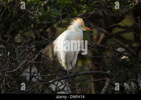 Héron garde-boeuf en plumage nuptial Banque D'Images