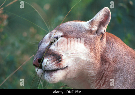 Cougar, puma, panthère, Mountain Lion est un grand chat dans la famille des Félidés originaire d'Amérique latine, de la tige et de l'embuscade nocturne solitaire proie, Banque D'Images