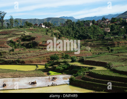 Les agriculteurs travaillant dans les champs de riz dans l'ouest de Madagascar. Banque D'Images