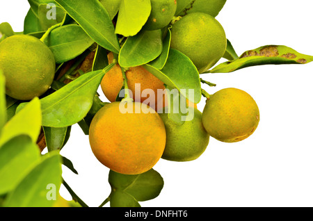 Oranges mûres accroché sur un arbre Banque D'Images