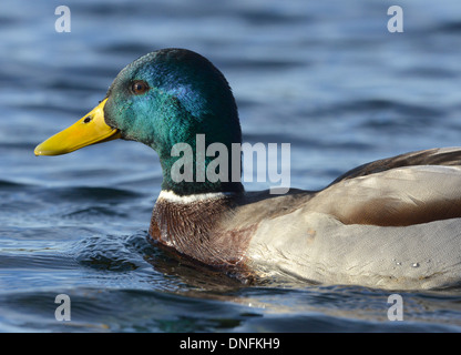 Canard colvert - Anas platyrhynchos. Close up of drake head Banque D'Images